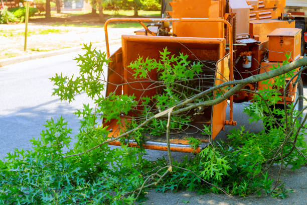Reliable Greenfield, WI Tree Services Solutions