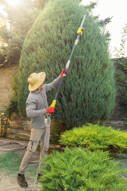 How Our Tree Care Process Works  in  Greenfield, WI